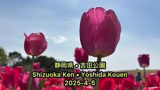 静岡県•吉田公園 (Shizuoka Ken • Yoshida Kouen) 2025-4-5 [4K]