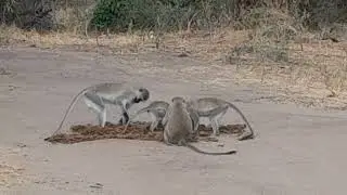 Hello comrades, what are you surching on the elephant poop?