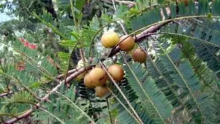 #Amla Tree Exploration: Crown, Leaves, and Stem | Benefits & Botanical Details #Phyllanthus emblica