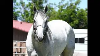 Jett Gray 2017 AQHA Grey Mare. 