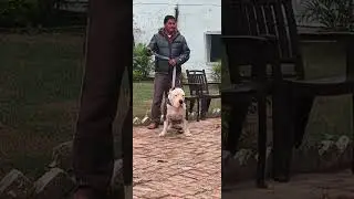 American bully xxl king 👑 sultaan #dog #pitbull #viral #trending 