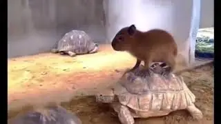 Baby capybara rides on top of a clueless fucking tortoise