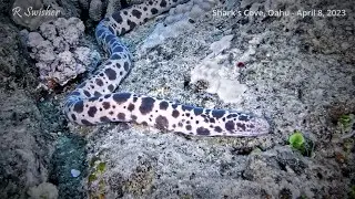 Tiger Moray Eel (Puhi) on the Hunt at Shark's Cove, Oahu, Hawaii