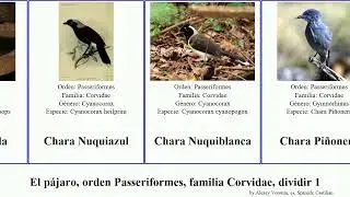 El p&aacute;jaro, orden Passeriformes, familia Corvidae, dividir 1 cuervo chara corvus arrendajo las del