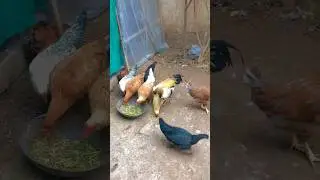 My Mini Farm | #minifarm #henfarm #kohat #shorts #viral