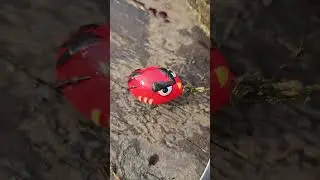Can Angry Bird Lure Catch any Fish? #fishing #fishingvideo #fishinglures