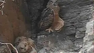 12/06/2020  14:32 Younger owlet fighting against sleep (Eagle Owl, Germany, Eifel)