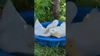 Adorable Duck Bonding: Understanding Mating Traits and Quirky Behaviors! 🦆 💕 #duck #duckies #pekin