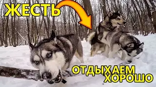 Собачья жизнь 1 сезон 1 серия / dogs funny and dogs fails