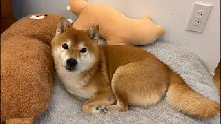 年末年始最後の柴犬ハチ家ライブ配信
