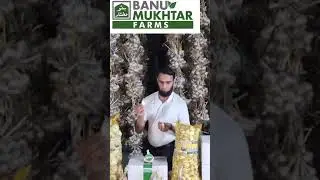 Banu Mukhtar Farms