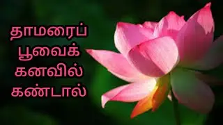 தாமரைப்பூவைக் கனவில் கண்டால்| thamarai poovai kanavil kandal|lotus in dream|Anita's clips