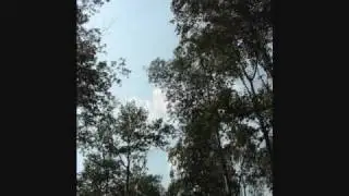 Wilderness - the sound of poplar leaves rustling in the wind