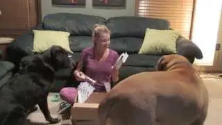 First BarkBox!
