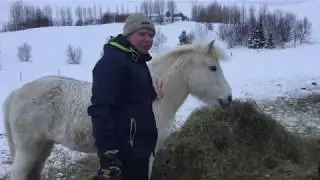K&iacute;kt &aacute; &uacute;tigangshrossin
