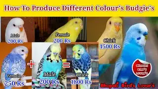 How to Produce Different Colour's Budgie's//कैसे पैदा होगी महंगी म्यूटेशन #birds