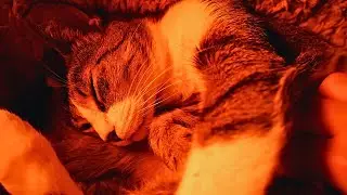 Cat Purring Like a Motorcycle!