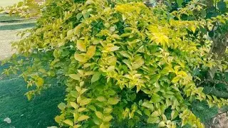 三角梅粉红豹真的365天开花？捡漏哥种半年的花都哪去了,家居,园艺