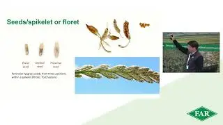 FAR Conference 2025: Options to improve agronomic management and seed yield of herbage seed crops
