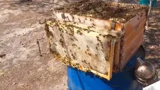Easy double deep splits on big colony and adding another double deep.