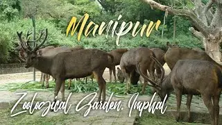 Manipur Zoological Garden #Imphal #Manipur #Lamphelpat #ZooAnimals #ZooLovers #animals #zoo