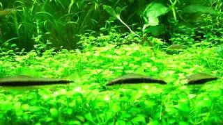 Galaxy rasbora(라스보라 갤럭시,celestial pearl danio) breeding