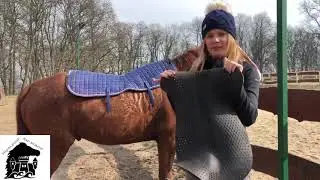 Stajnia Mustang