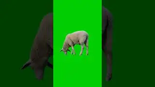 sheep 🐏 🐑 Livestock Green screen video effect HD #greenscreen #chromakey