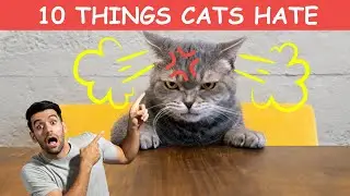 10 human habits cats hate - most things cats hate