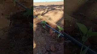 #agricultura #ro&ccedil;a #piment&atilde;o