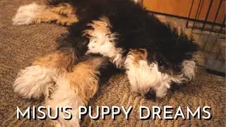 3 Month Old Bernedoodle Puppy Dreaming And His Favorite Sleeping Position