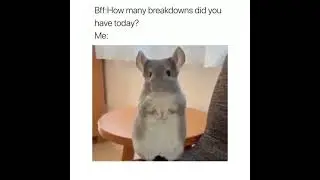 How Many Breakdowns Did You Have Today? Chinchilla