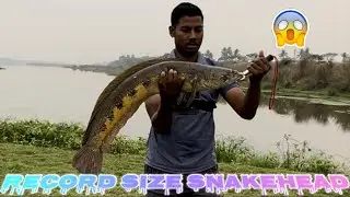 Record size snakehead 🦈🦈| Giant snakehead fishing | VILLAGE FISHING🎣🎣 | Bada murrel ka shikaar