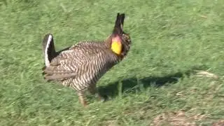 Attwater's Prairie Chicken 