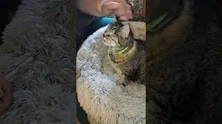 How to give a cat medicine