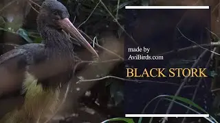Black Stork [Ciconia Nigra]
