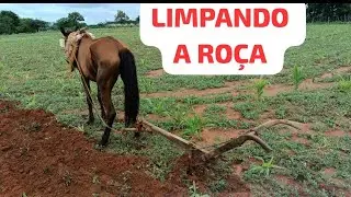 FAZENDO A LIMPEZA DA RO&Ccedil;A DE MILHO E FEIJ&Atilde;O 