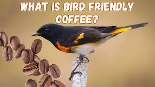 What is bird friendly coffee?
