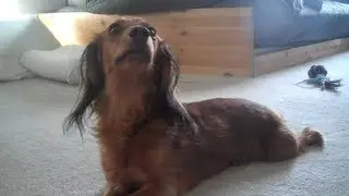 Marley: Guess What!?