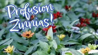 В чем проблема с обильным цветением цинний?
