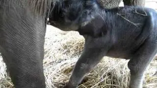 Faa Mai at Elephant Nature Park