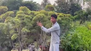 Danish nursery gajroula plantation landscape vertical garden development #golden botal purush tapori
