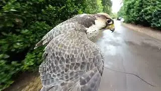 Flying Falcons to the Lure:A Short Compilation