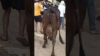Jersey Cow for Sale in Chausa Haat #animals #cattlemarket #cow #cowmandi