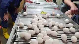 Br&ouml;ring Electronic Egg - Anwendung in Farmpacker