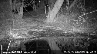 Deer Mouse