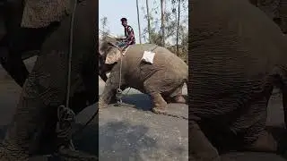 #elephant  #Hati
