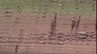 Glimpse of mountain reedbuck