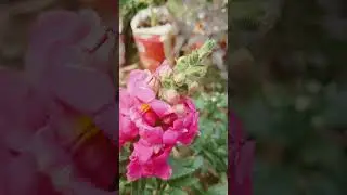 Garden flower 🥰❣️🥰#gardenflowers #nature #gardening #amazing#beautiful#feelthemagic