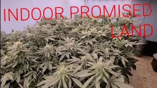 How do I grow in Dwc? INDOOR PROMISED LAND Starting from clones
